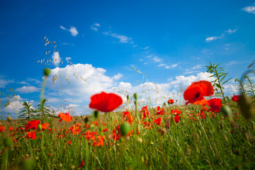 green and red beautiful poppy flower field background