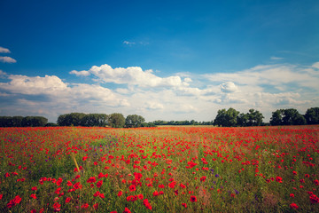 green and red beautiful poppy flower field background