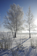 Birch trees in winter against a blue sky with a sun