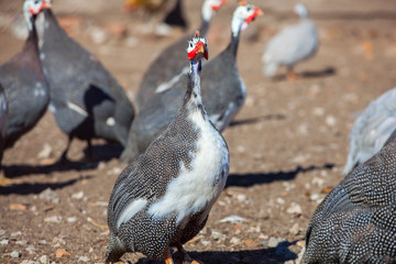 Fototapeta premium adult bird - guineafowl afternoon walks on a pasture in the aviary on the farm. Breeding animals at home.