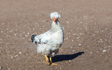 Beautiful, white rooster walking around the farm, in the background one can see the fence from wooden planks.