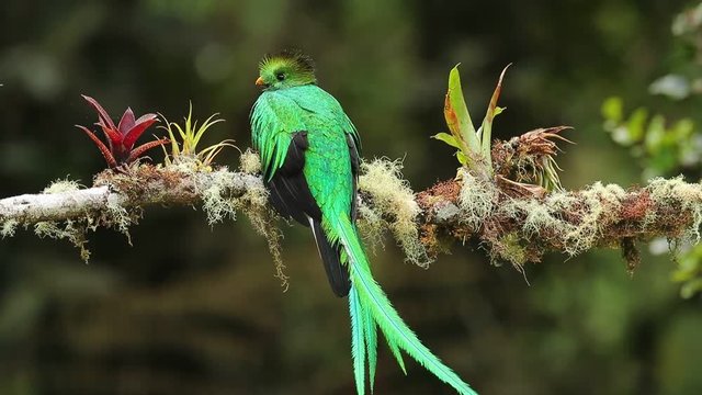 Magnificent sacred green and red bird Resplendent Quetzal, Pharomachrus mocinno, from Savegre in Costa Rica with very long tail. Bird from tropic mountain forest. 