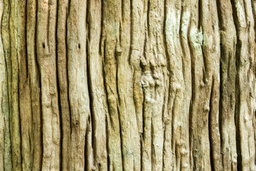 Wooden Texture Background