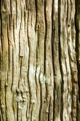 Wooden Texture Background