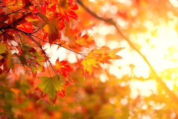 Naklejka na ściany i meble Japan autumn travel nature background. Red Maple leaf tree in Osaka.