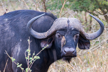 African Buffalo