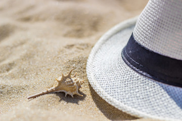 seashell on the beach in the sand with white hat