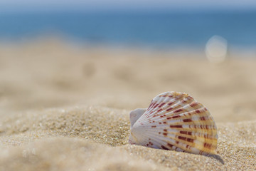 Fototapeta na wymiar seashells on the beach in the sand close up