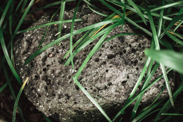 Scoriaceous basalt Stone or Pumice and Scoria Rock from Volcano Lava look like meteorite drop on the ground grass in the forest.