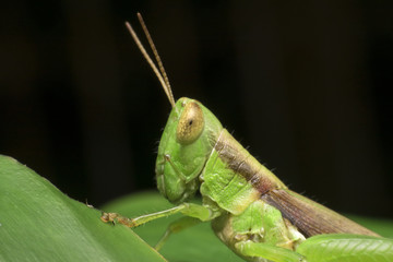 half body grasshopper on black background