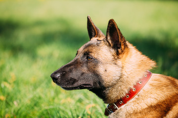 Malinois Dog Sit Outdoors In Green Grass