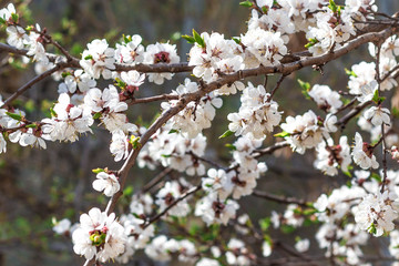 blossom apricot in spring in sunlight