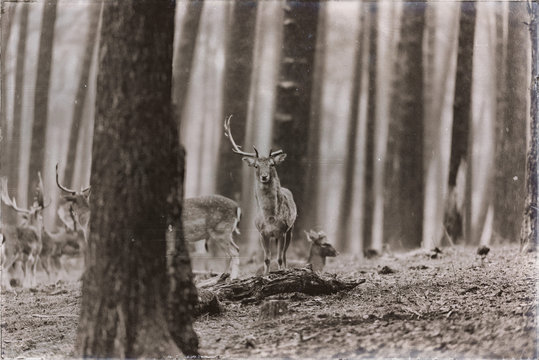 Classic sepia photo of herd of fallow deer in rainy pine tree forest.