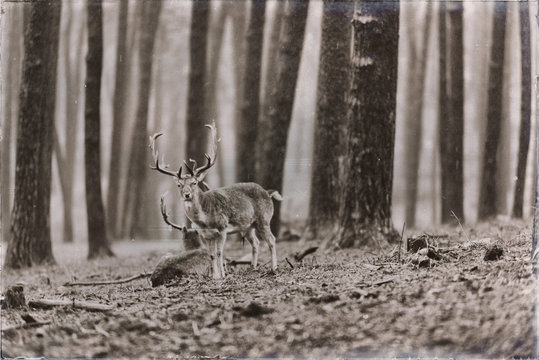Classic sepia photo of group of fallow deer in rainy forest.
