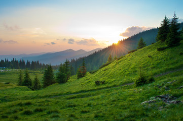 Sun setting behind spruce trees on a lush green slope. Tiny figures of sheep in the distance. Several clouds in the sky at sunset. Warm summer evening. Marmarosh range, Carpathian mountains, Ukraine