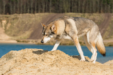 Tamaskan H&uuml;ndin