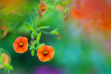 Orange flowers in a garden