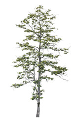 tropical asia high thin slip tree isolated on white.