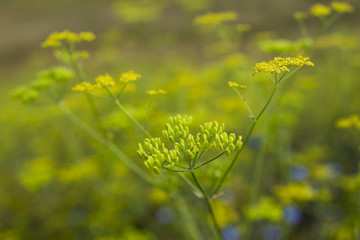 Yellow flower Foeniculum vulgare