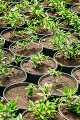 Green Sprouts Of Plant With Leaf, Leaves Growing From Soil In Pots