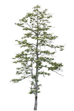 Fototapeta tropical asia high thin slip tree isolated on white.