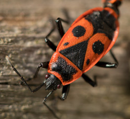 Fire bug
