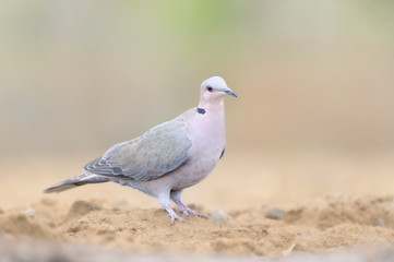 Turtle Dove