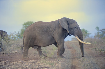 Fototapeta na wymiar AFRICAN ELEPHANT BULL (Loxodonta africana)