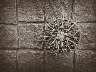 Vintage, background, cactus tree.