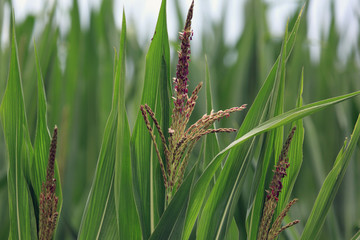 Flowering of corn