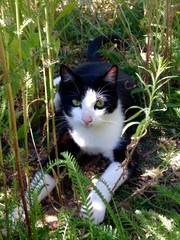 chat