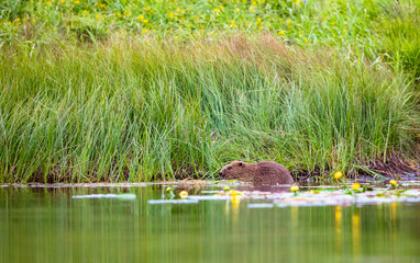 European Beaver, Castor fiber, sits in the river eating