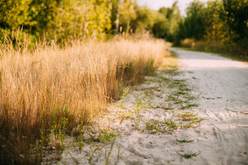 Rural White Sandy Road Going Ahead Along The Growing Yellow Thick