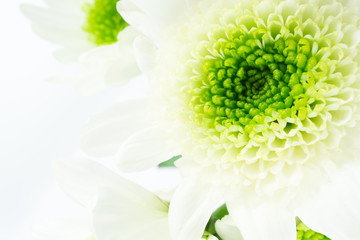 Weiße Blume mit grünem Blütenstand, high key