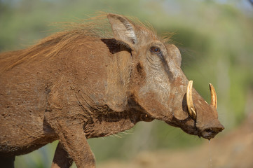 WARTHOG (Phacochoerus aethiopicus)  drinking at  waterhole, Kwazulu Natal, South Africa