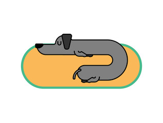 Dachshund sleeps linear style. dog is long. funny black home pet. Sleeping puppy.