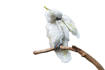 White parrot. Isolated on white background with clipping path.