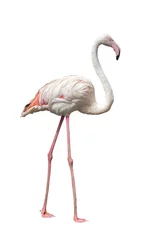 Fotobehang Flamingo geïsoleerd op een witte achtergrond met uitknippad. © oatfeelgood