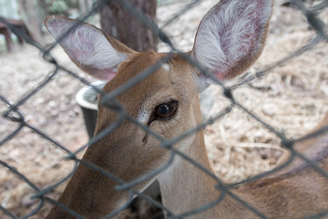 Brown deer in the cage