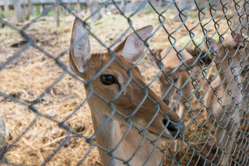 Brown deer in the cage
