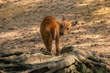 Deer fawn, young fawn is closely watching