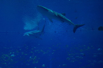 Whaleshark in giant Aquarium