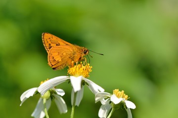 Butterfly from the Taiwan (Telicota ohara subsp. formosana Fruhstorfer) Red Bamboo hesperiids butterfly