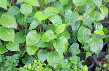 Wildbetal Leaf bush, Piper sarmentosum Roxb.