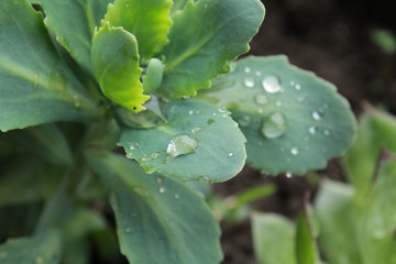 A closeup of a green leaf with a raindrop