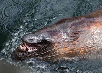 Seal swimming in water