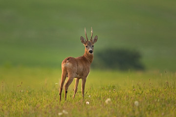 european roe deer, capreolus capreolus, Czech republic