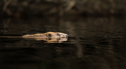 European Beaver, Castor fiber, swimming in black water © Lillian