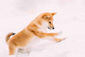 Young Japanese Small Size Shiba Inu Dog Play Outdoor In Snow