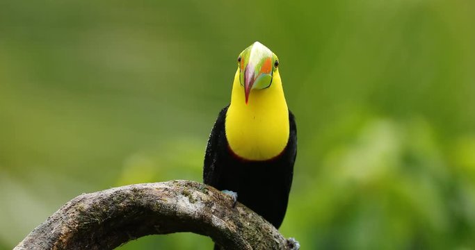 Keel-billed Toucan, Ramphastos sulfuratus, sitting on the branch in the forest. Bird with big bill. Wildlife scene from tropic nature. Birdwatching of Costa Rica, Central America